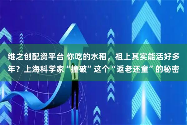 维之创配资平台 你吃的水稻，祖上其实能活好多年？上海科学家“撞破”这个“返老还童”的秘密